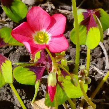 Oxalis tetraphylla 'Iron Cross'