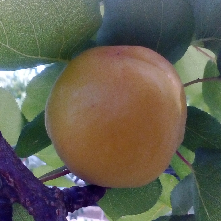 plant image 887748 plant image 887748