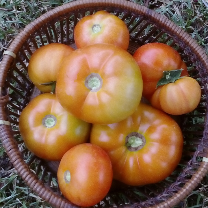 plant image 895361