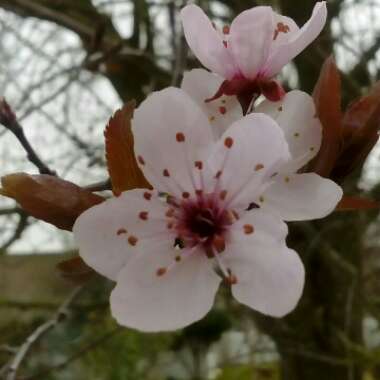 Prunus cerasifera