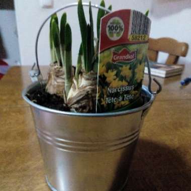 Narcissus 'Tête-à-Tête'