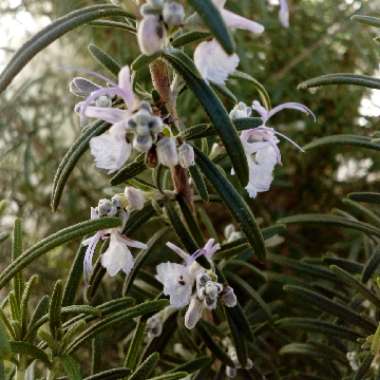 Salvia rosmarinus  syn. Rosmarinus officinalis