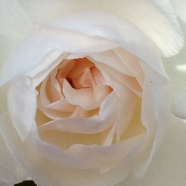 Rosa 'The Birthday Rose'