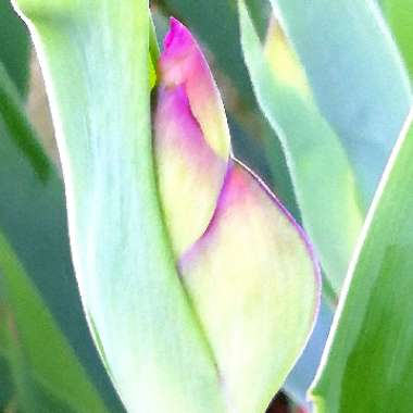 Iris x germanica