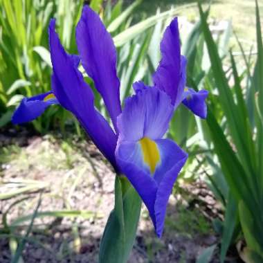 Iris x hollandica 'Blue Magic'