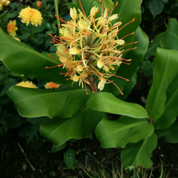 plant image 263881