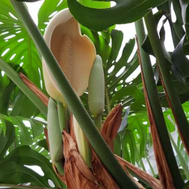 Swiss Cheese Plant
