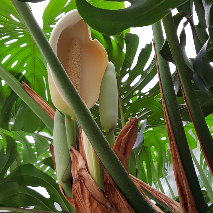 plant image 1175618