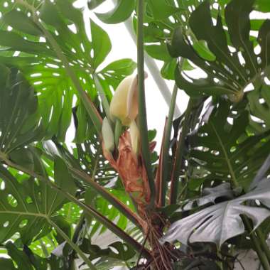 Swiss Cheese Plant