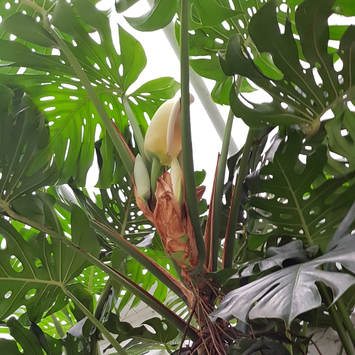 plant image 1175619