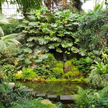 David's garden