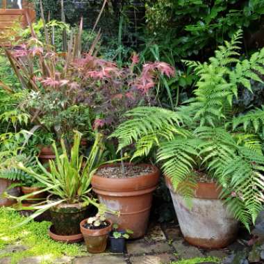 David's garden