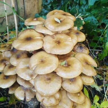 Honey Fungus