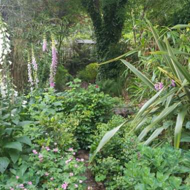David's garden