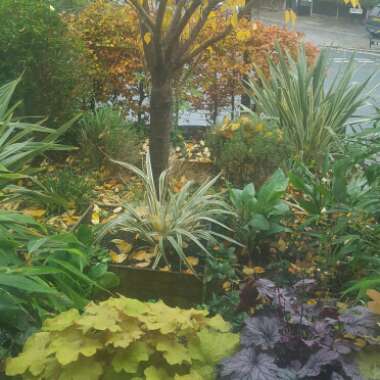 David's garden