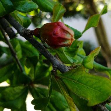 Punica granatum