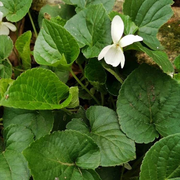 Plant image Viola 'alba'