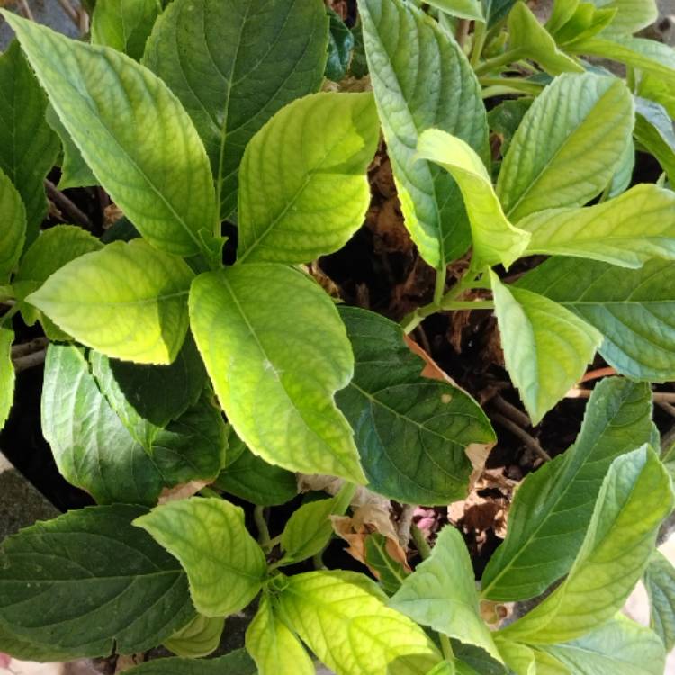plant image 1683802