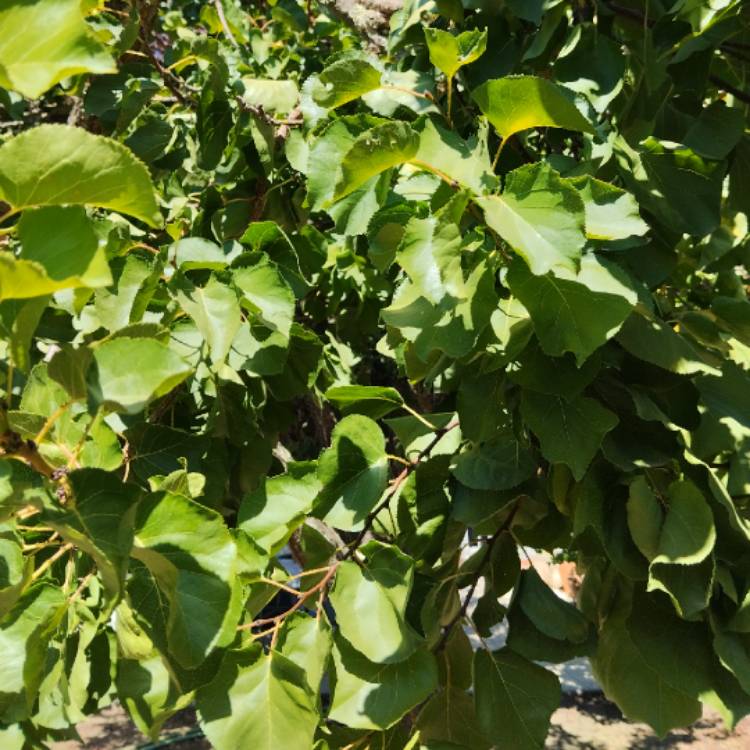 plant image 1683817