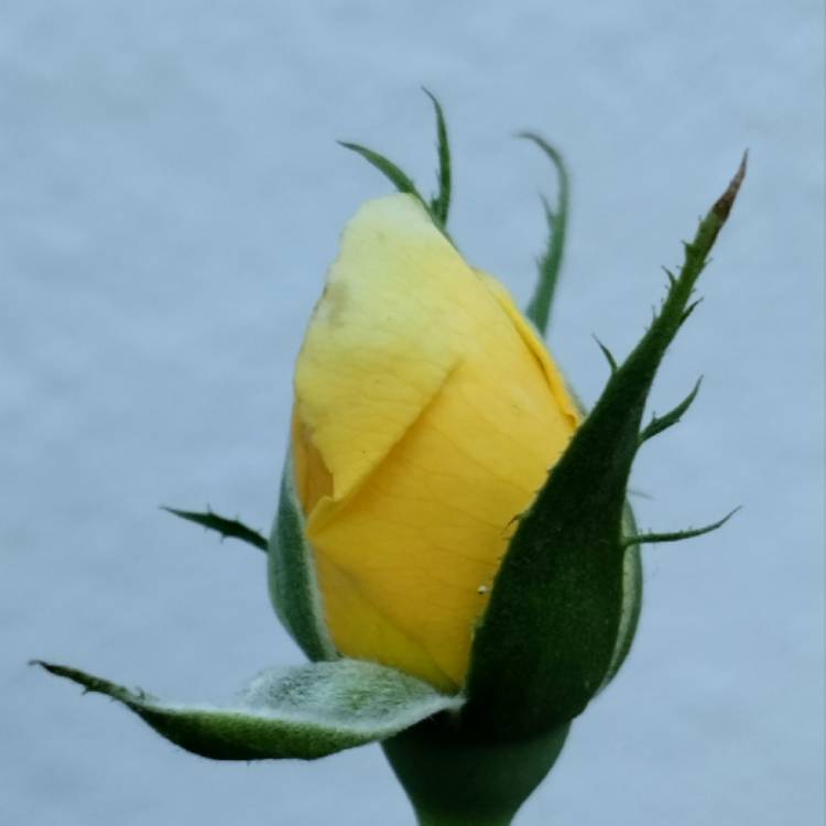 plant image 1685738 plant image 1685738