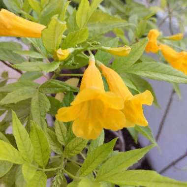 Tecoma Stans