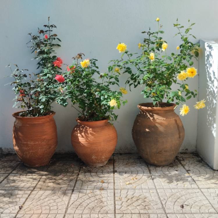plant image 1687810 plant image 1687810