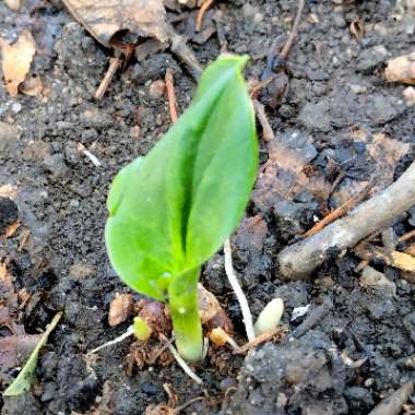 Arum italicum