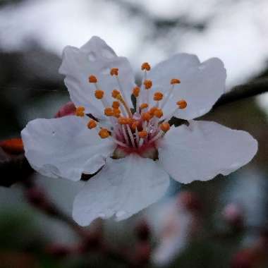 Prunus cerasifera