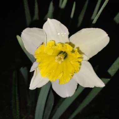 Narcissus