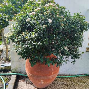 Viburnum