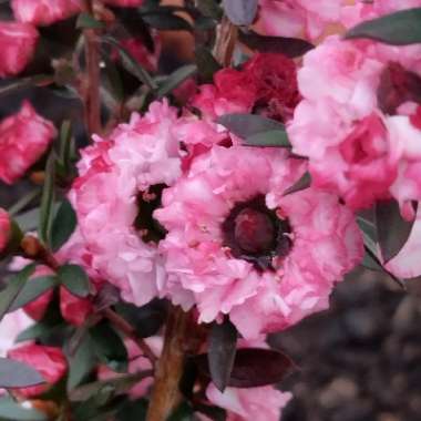 New Zealand Tea Tree