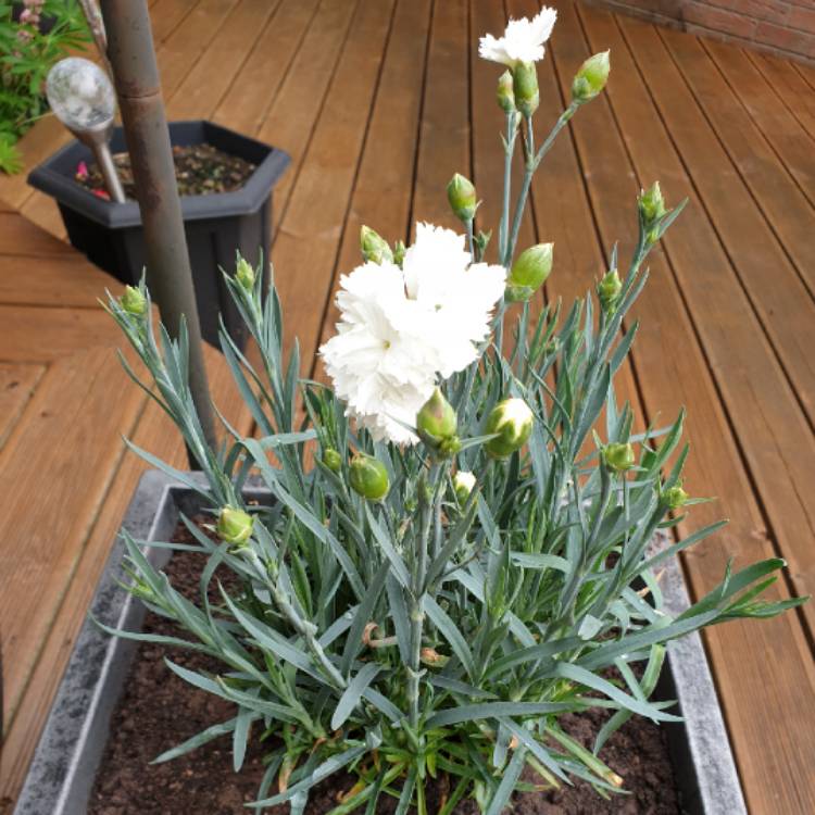 Plant image Dianthus 'Memories'