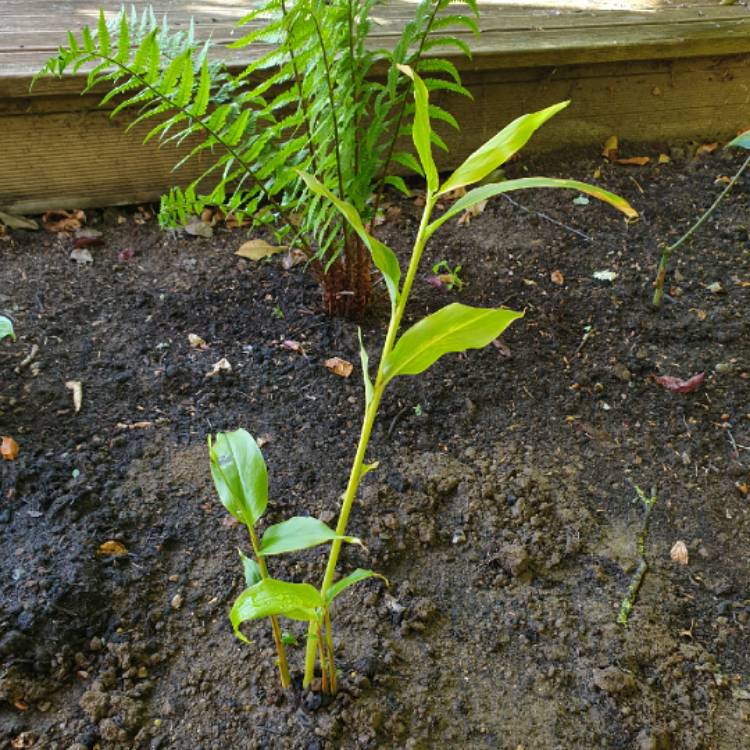 plant image 1290054