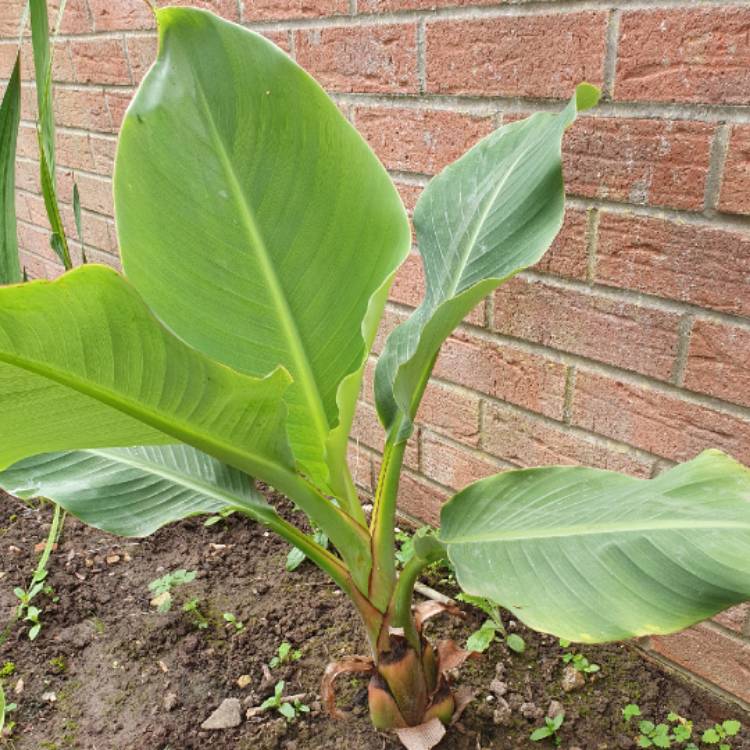 Plant image Musella lasiocarpa syn. Ensete lasiocarpum, Musa lasiocarpa,