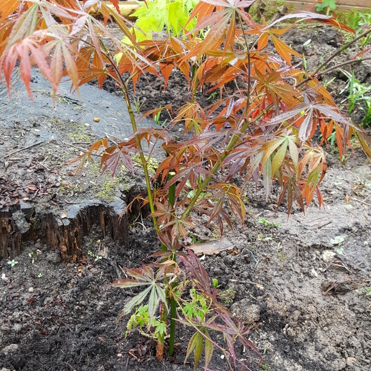 plant image 672551
