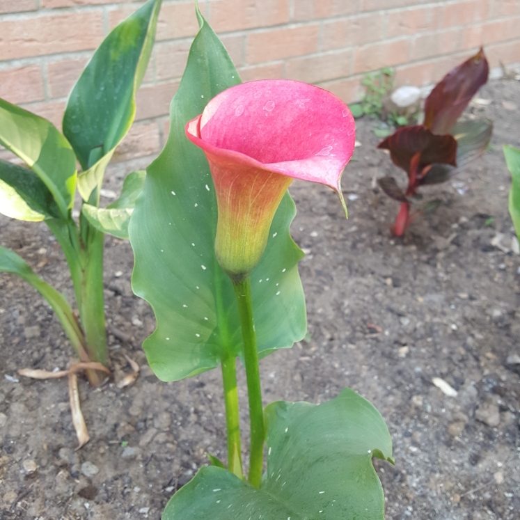 Plant image Zantedeschia 'Pink Jewel'