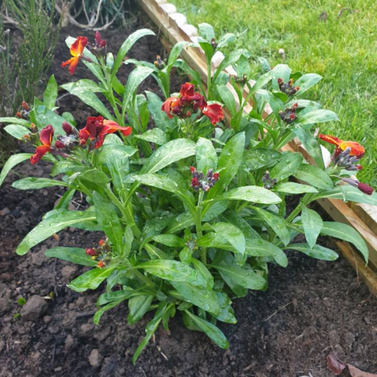 Plant image Erysimum cheiri 'Sunset Bronze' (Sunset Series)