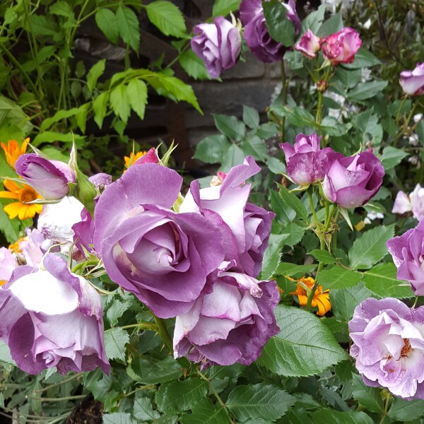 plant image 144274