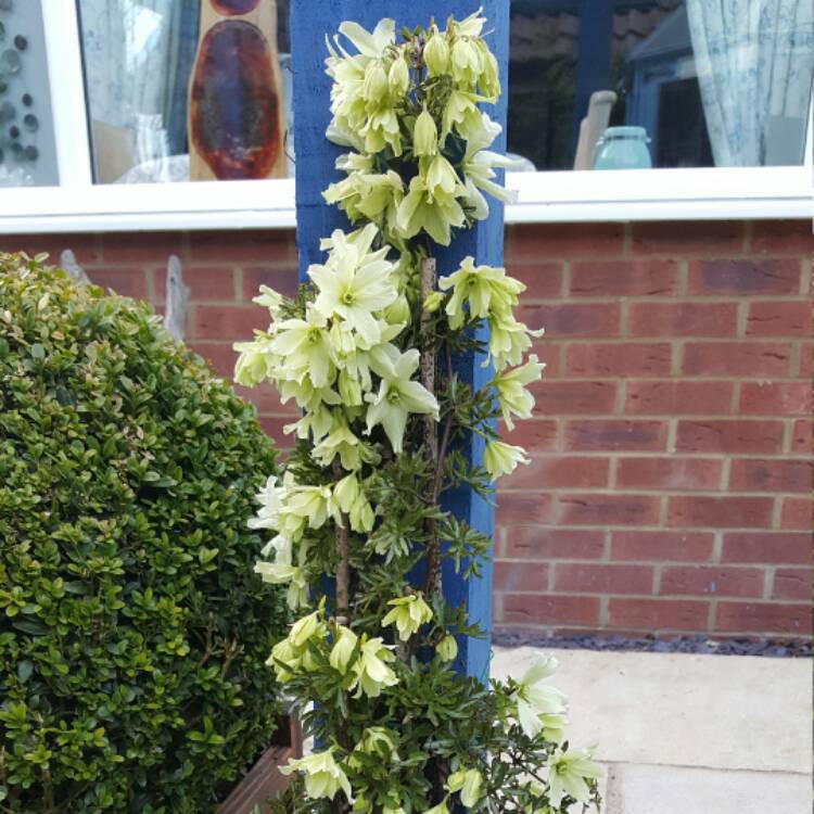 Plant image Clematis 'Nunn's Gift'
