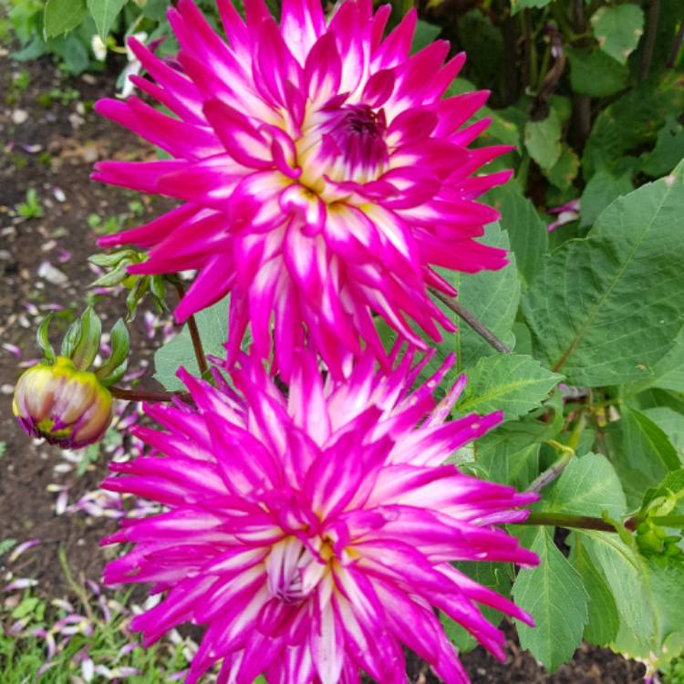 plant image 536174