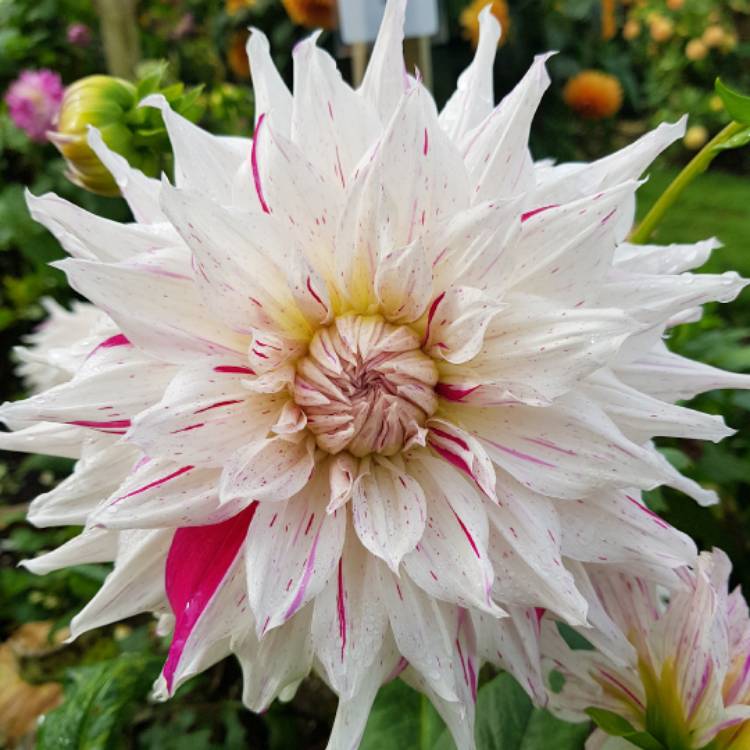 plant image 536178