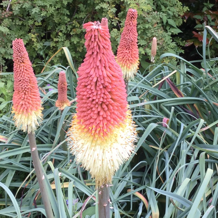 Plant image Kniphofia 'Orange Vanilla Popsicle' (Popsicle Series)
