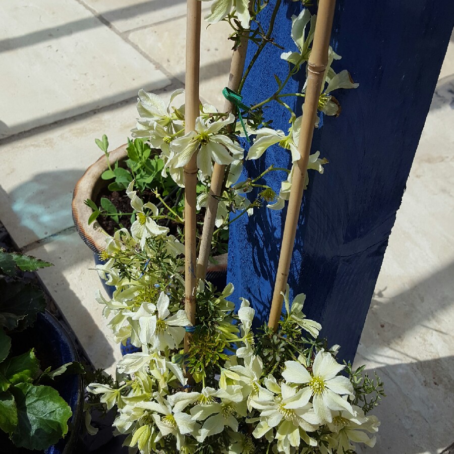 plant image 76002
