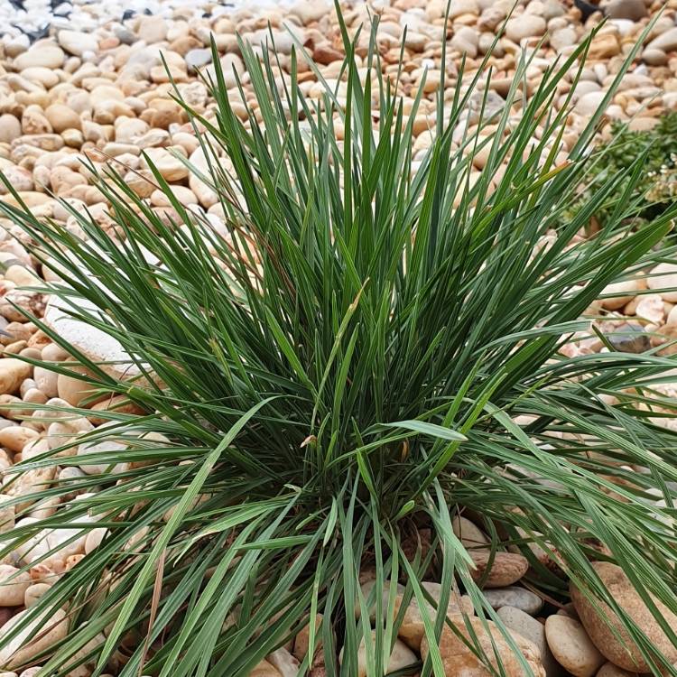 plant image 1090269