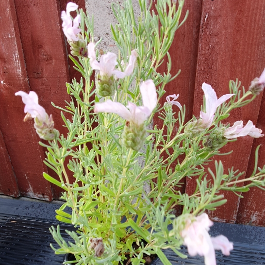 Plant image Lavandula stoechas 'Bandera Pink'