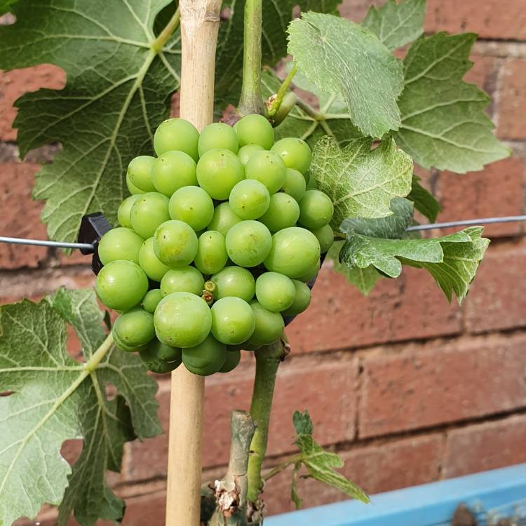 plant image 1140903