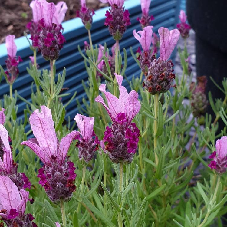 Plant image Lavandula stoechas 'Labz0006' (Javelin Forte Series) syn. Lavandula stoechas 'Javelin Forte Deep Rose'
