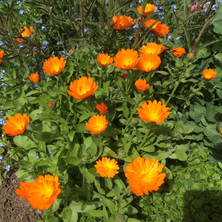 plant image 1043628