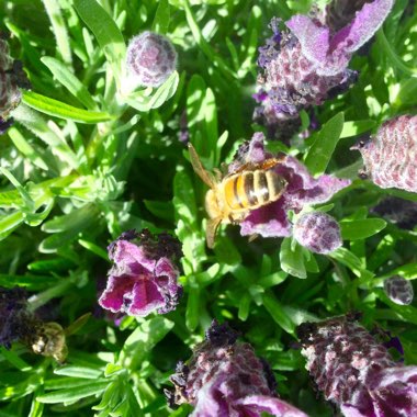 Lavandula 'Regal Splendour'