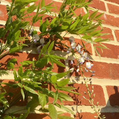 Wisteria floribunda 'Kokuryu' syn. Wisteria floribunda 'Black Dragon', Wisteria floribunda 'Royal Purple'